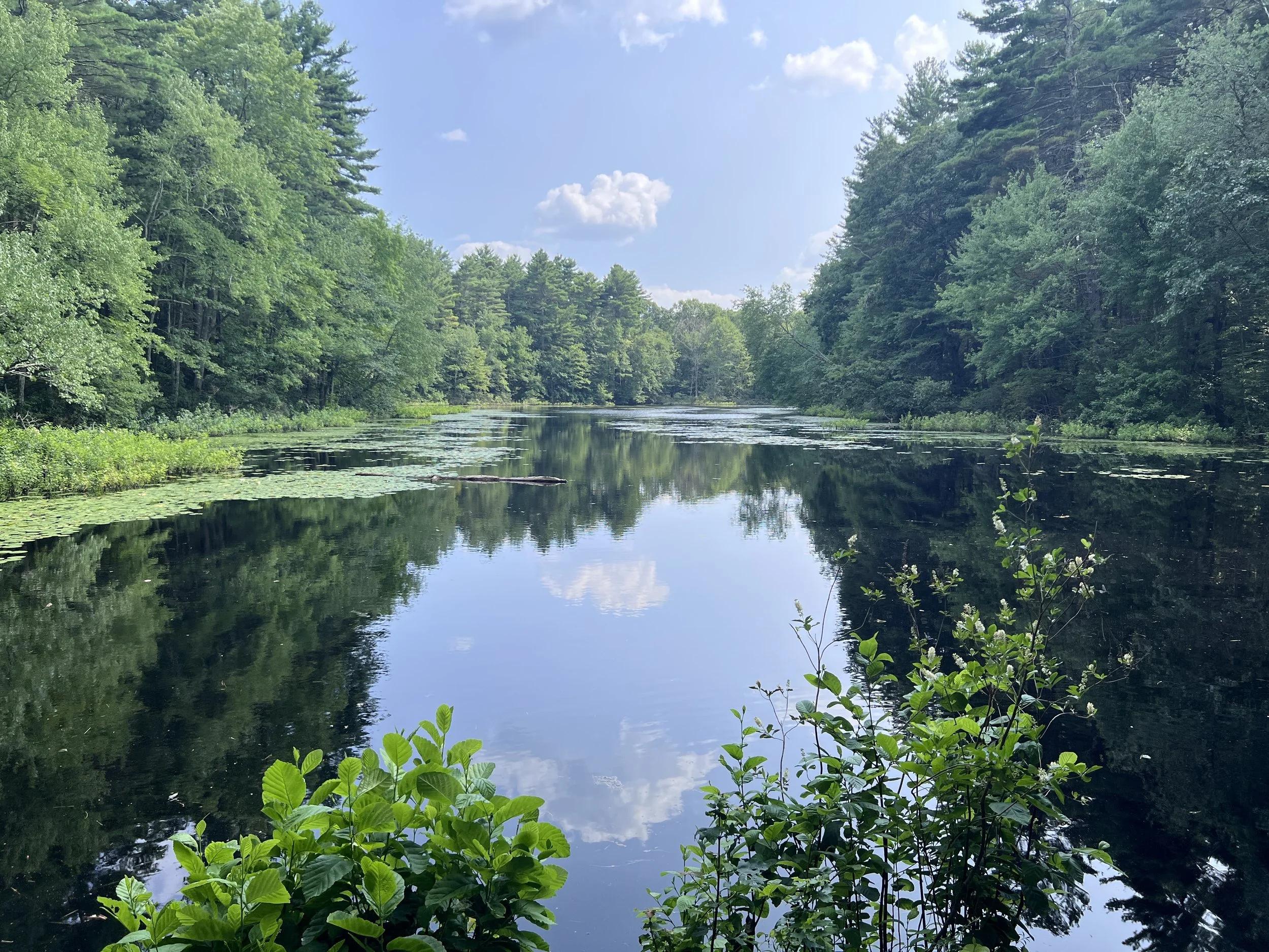 sandra pond